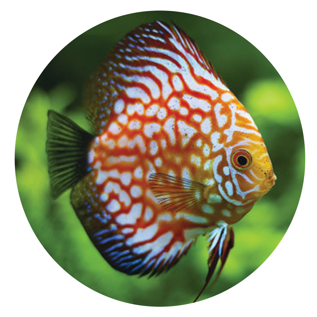 Discus Fish
